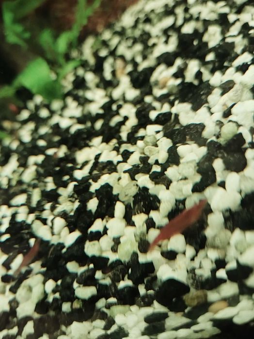 Креветки аквариумные