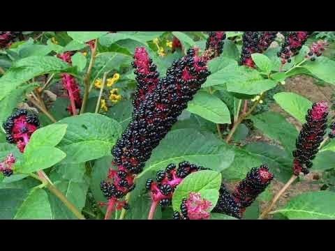 Растение стильное