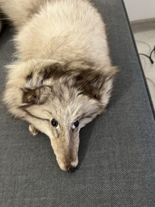 Guler blana vulpe argintie