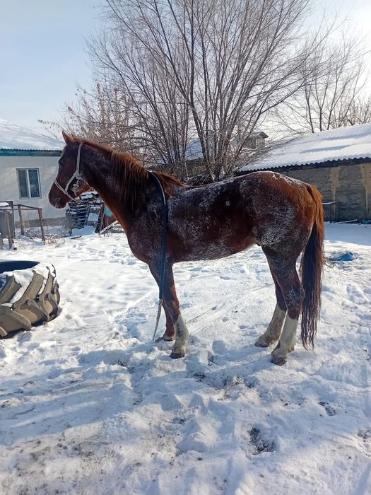 Жеребец дончак крупный