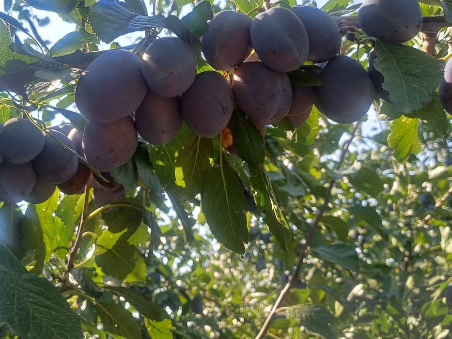 Prune de vanzare STANLEY