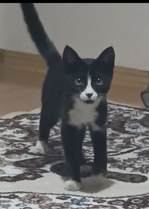 Чёрно белый котёнок