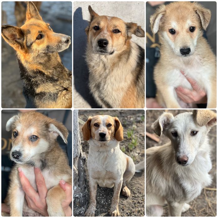 Собаки в хорошие руки