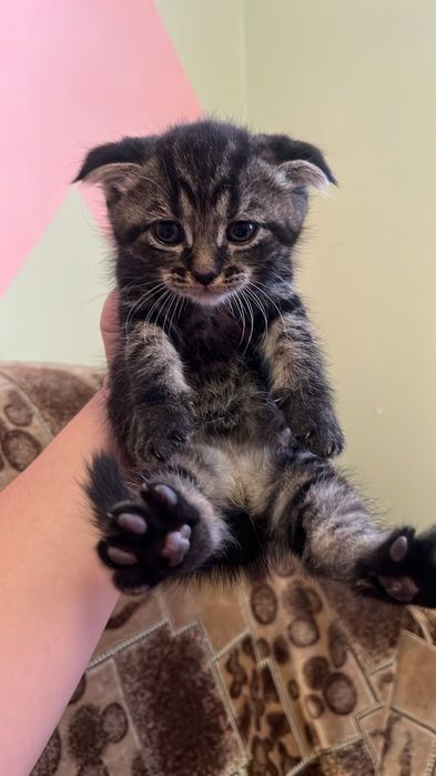 Продам милых,красивых котят.