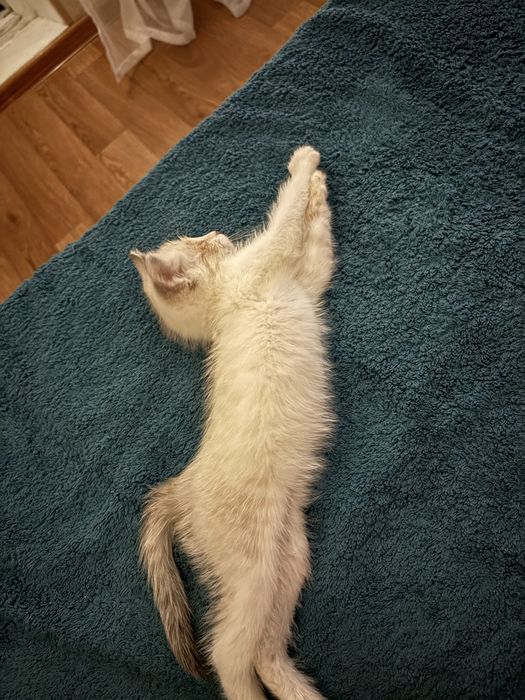 Маленький котенок