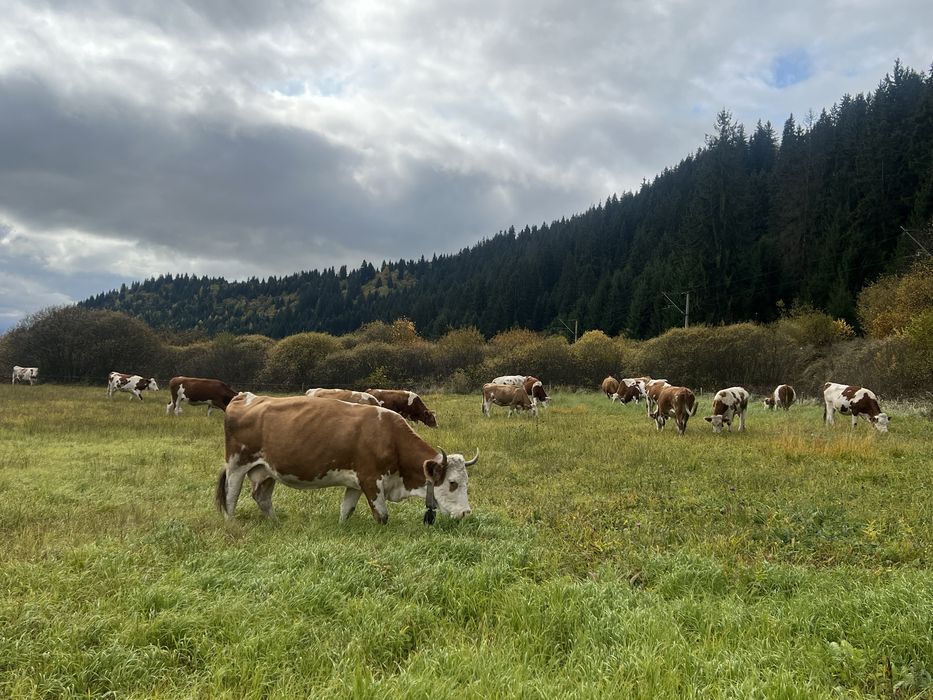 Vaci de lapte de vanzare