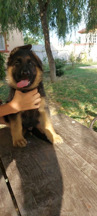 Ciobănesc german cu pedigree