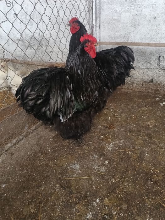 Cocos cochinchina uriaș