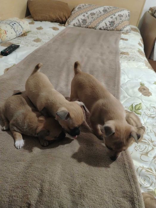 Чихоахоа- пинчер