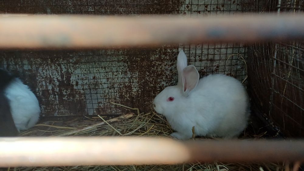 Продам кроликов микс