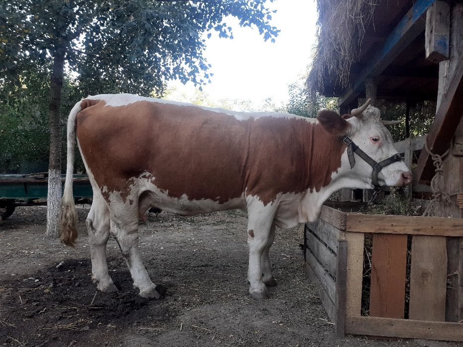 Vând vaca bălțată romaneasca