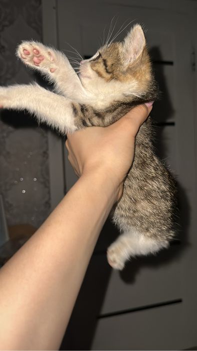 отдам котенка мальчик