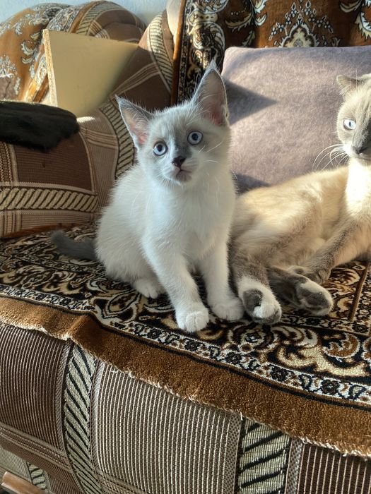 Новый дом для котенка