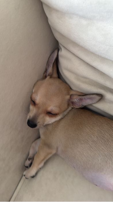 Продам щенка Чихуахуа