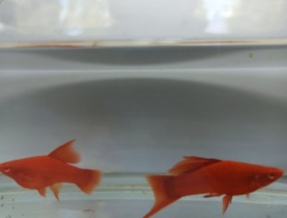 Рыбки для акварюма