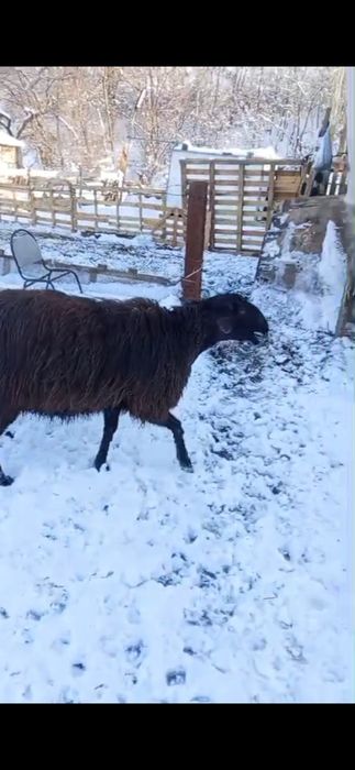 Қойлар сатылымда