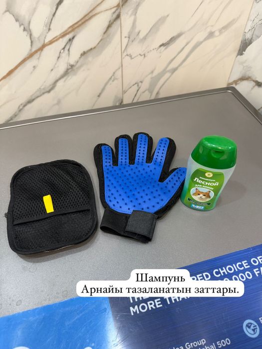 Кошка, спокойная