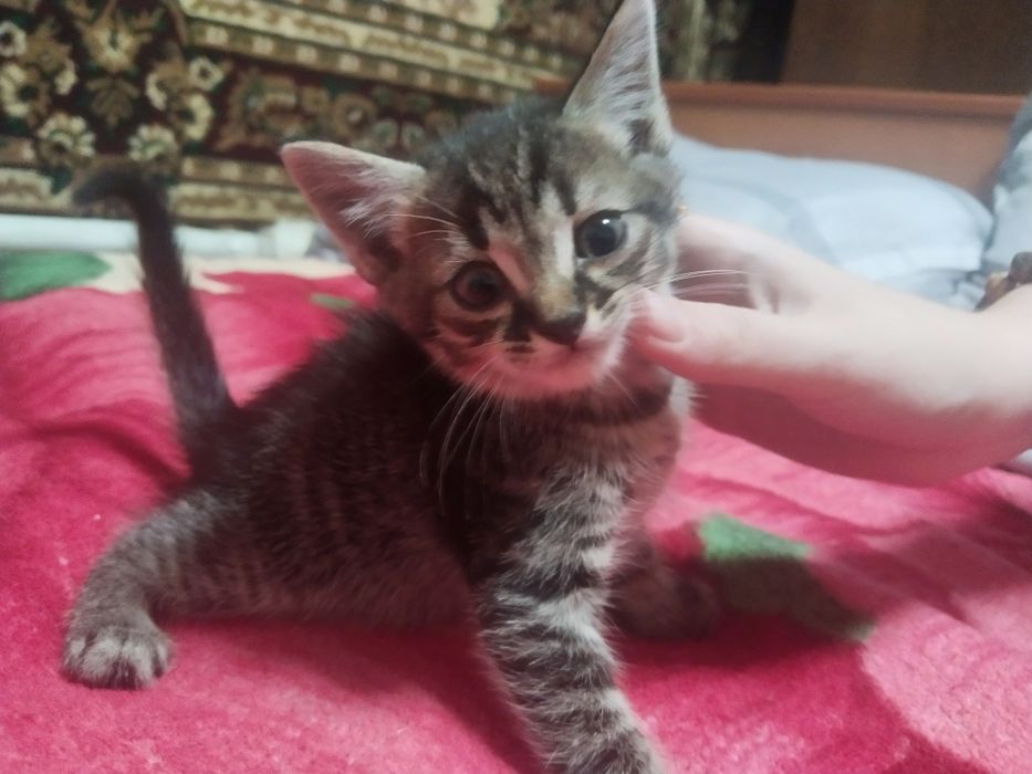 Отдам котят в добрые руки!