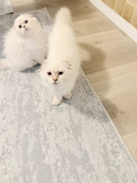 Котки сребриста чинчила