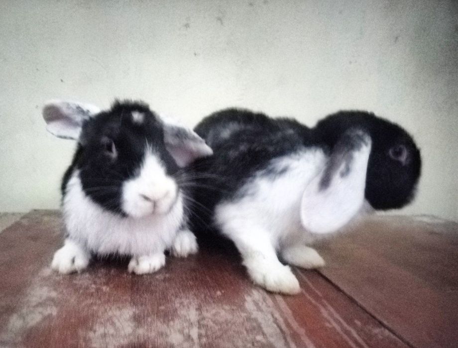 Vesavoʻylar baranlar sotiladi