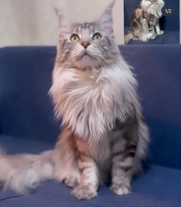 Кот породы Мейн-Кун.Вязка.