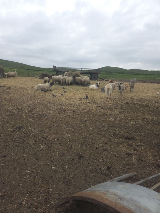 Vand oi suffolk,texel si metis
