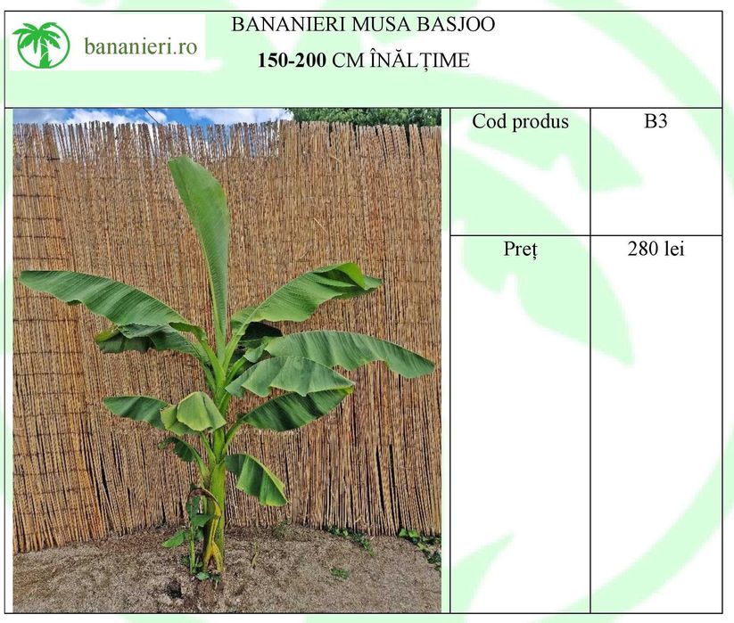 Bananieri Musa Basjoo Livrare Targoviste Ploiesti Bucuresti Pitesti