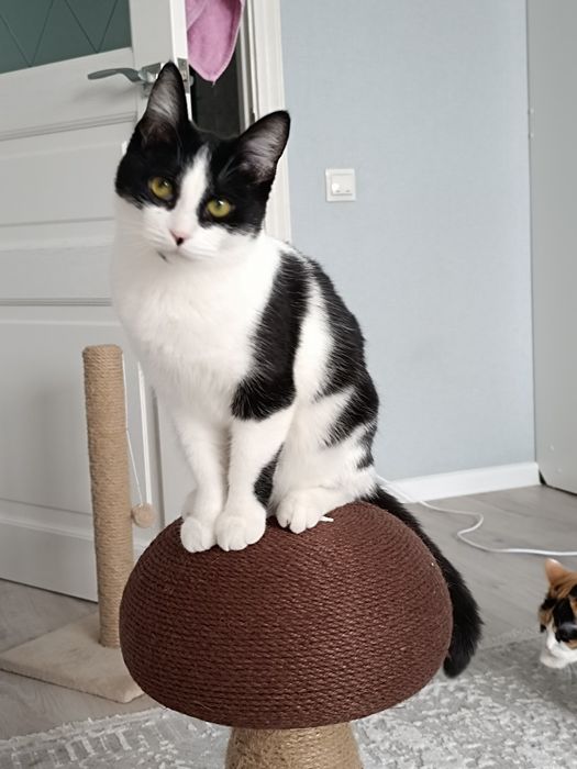 Отдам кошечку в добрые руки