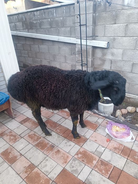 Продам кошкар гисар на племя