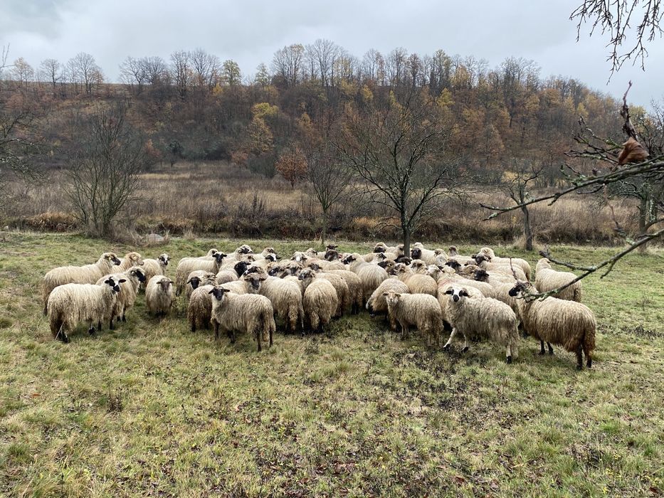 Oi Turcana de vanzare