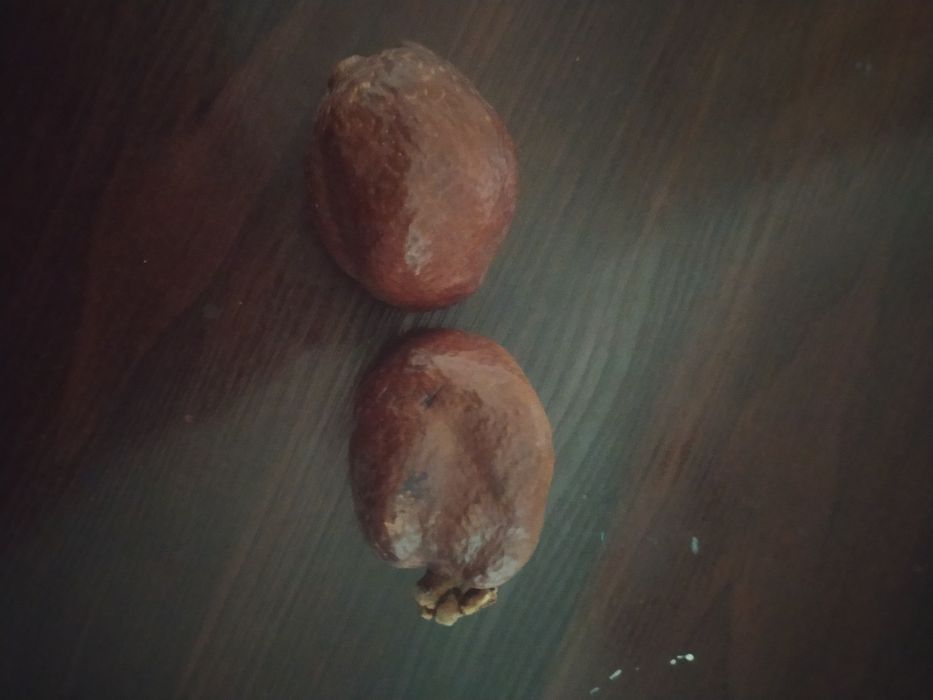 Орех мохилин из Мекки