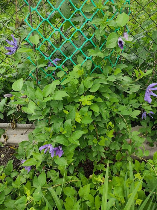 Хосты , клематисы