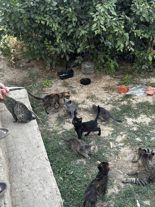 Отдам котят в добрые руки