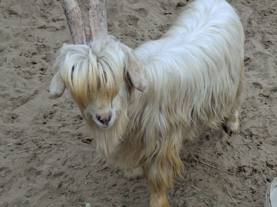 Теке, туша сатылады