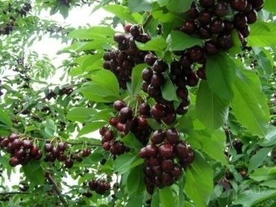 5 xil turdagi geloslar bor sortlari aniq 100 foiz dehqonchilik
