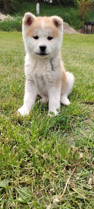 Femela Akita Inu