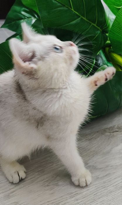 Тоза зотли британ шиншилла  мушукчалар сотилади