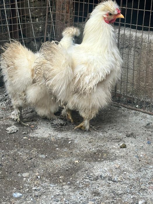 Găini mătase japoneze