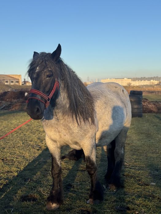 Manza gestanta muceda de 3 ani