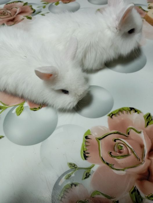 Iepurași Cap de Leu disponibili – 1,5 luni
Se vând 5 iepurași din rasa