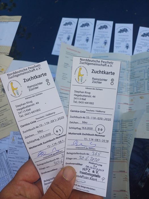 Vând Botci .matci virgine