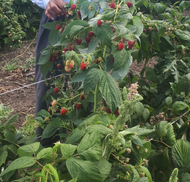 Продам саженцы малины