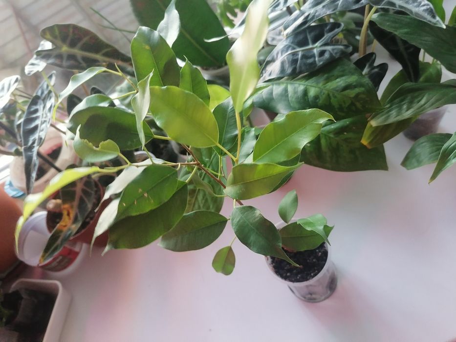 Продам комнатные  цветы