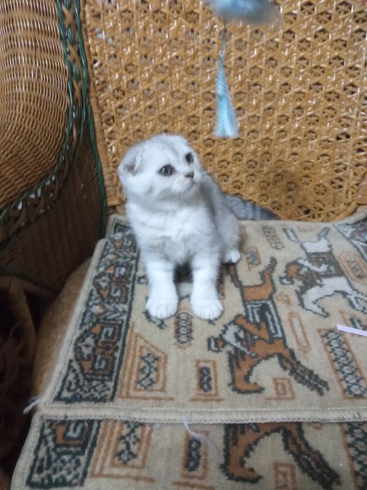 Шикарные вислоухие котята