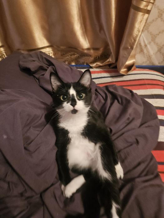 Кошку отдам в хорошие руки