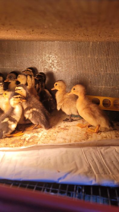 Boboci de rață rasa Rouen / Pui de rata / Oua de rata pentru incubat