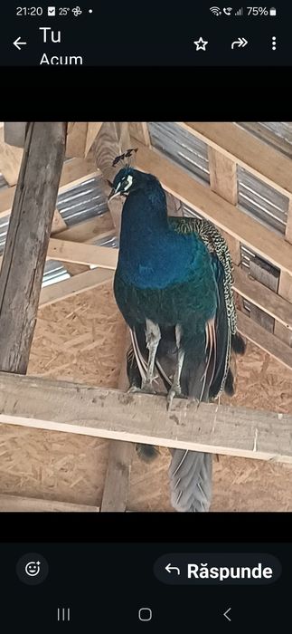 Pereche pauni mascul 4 ani femela 3 ani