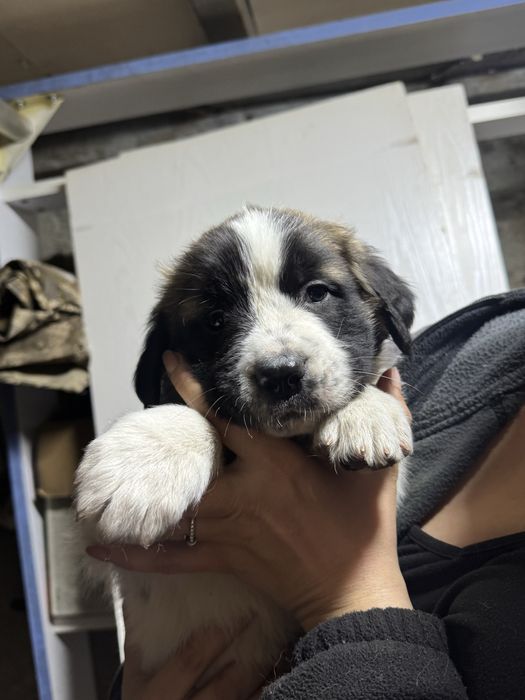 Продам Щенков московской сторожевой