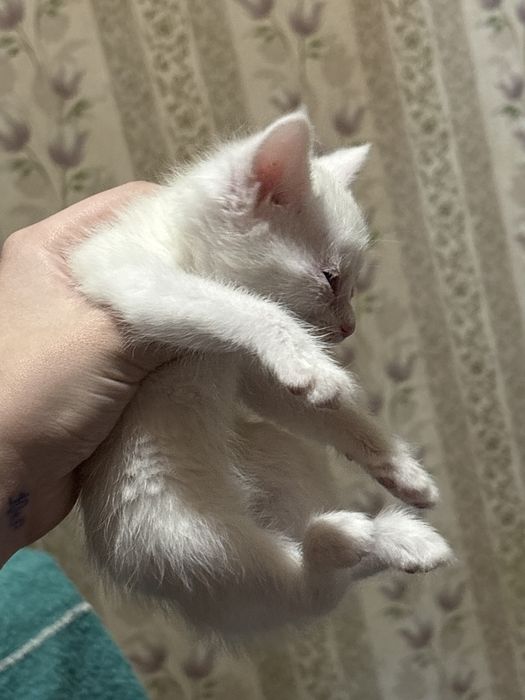 Отдам котят в хорошие руки