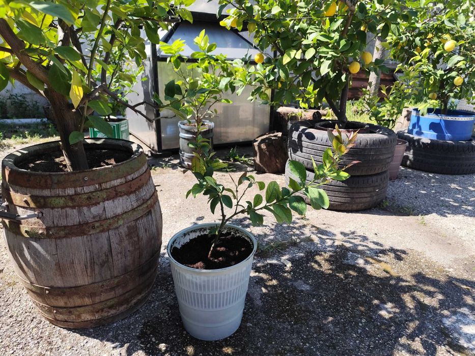 Продавам дръвчета лимони